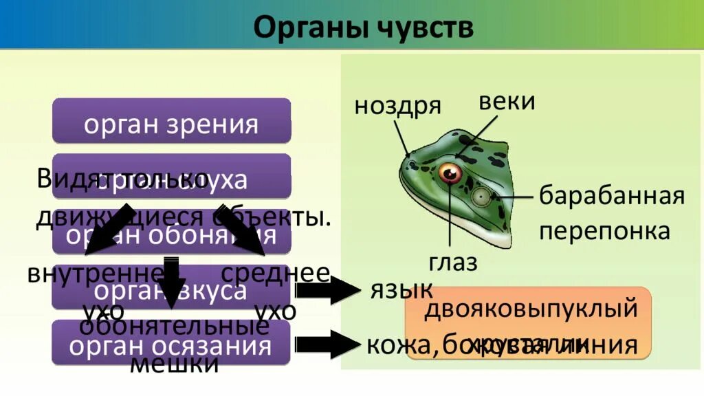 Орган слуха земноводных представлен. Земноводные органы чувств. Строение глаза земноводных. Органы осязания у земноводных. Глаз земноводного строение.