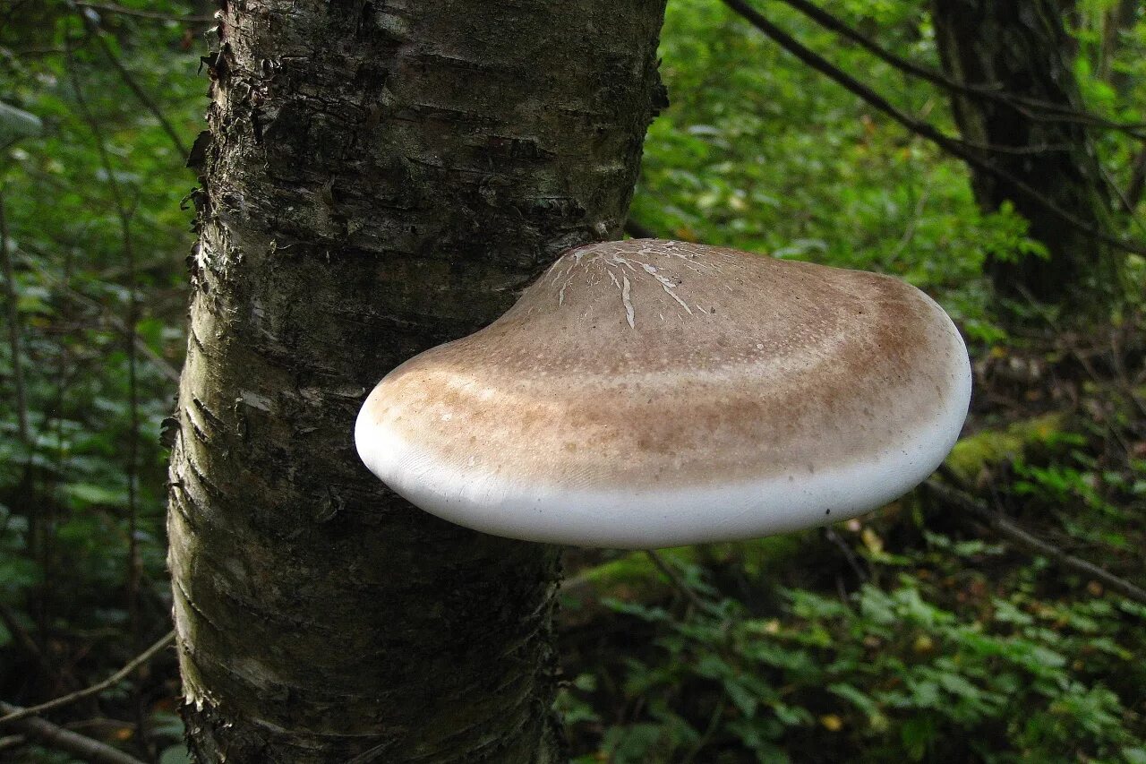 Гриб трутовик березовый. Piptoporus betulinus. Гриб трутовик на Березе. Березовая губка Piptoporus betulinus.