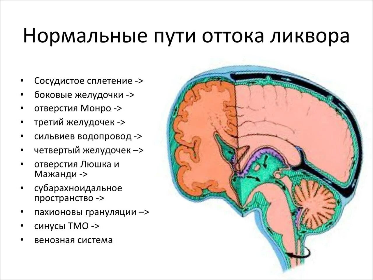 Отток головного мозга. Пути оттока ликвора схема. Пути циркуляции спинномозговой жидкости. Пути оттока цереброспинальной жидкости. Пути оттока спинномозговой жидкости анатомия.