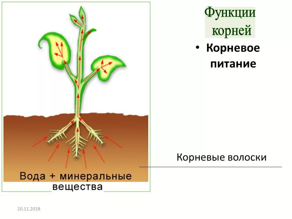 Корневое питание растений схема. Питание растений через корень. Минеральное и Корневое питание растений. Капиллярный эффект в растениях. От листьев к корню органические вещества передвигаются