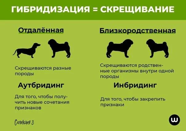 Каких собак разводить. Близкородственное скрещивание собак. гибридизация собак. гибридизация в селекции животных. близкородственная гибридизация.