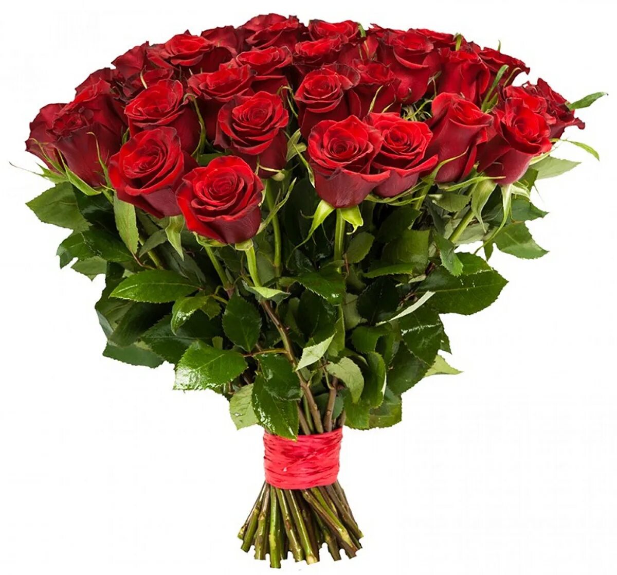 Купить розы в курске. Букет 35 роз Фридом Эквадор. Букет из красных роз Фридом Эквадор. Букет из красных роз "Фридом". Букет 25 красных роз "Эквадор".