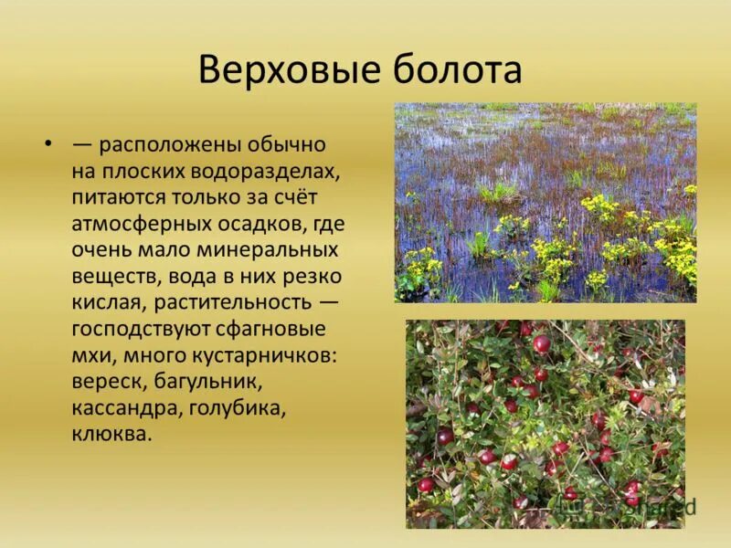 Растения верховых болот. Растительность верхового болота. Типичные растения болота. Растительный мир верховых болот. Растительность на верховых болотах.