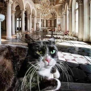 Коты на официальной службе в эрмитаже