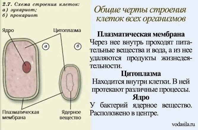 Какая роль воды в клетках. Общие черты клеток. Значение воды для жизнедеятельности клетки.