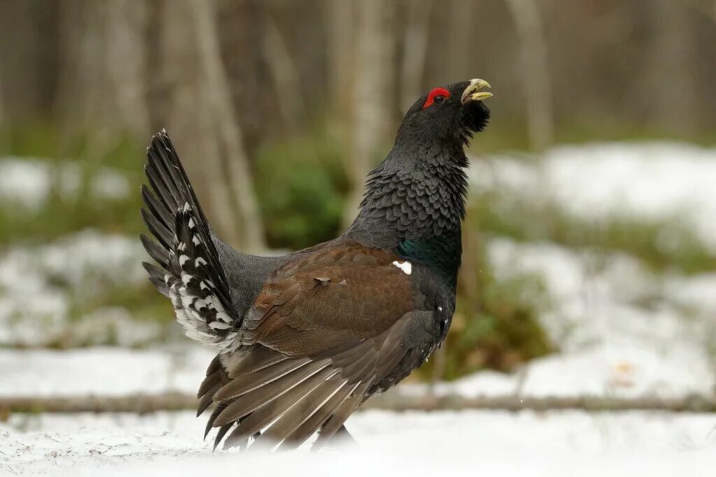 Голос глухаря. Глухарь (tetrao urogallus). Голос глухаря. Глухарь голос. Рисунок копалухи.