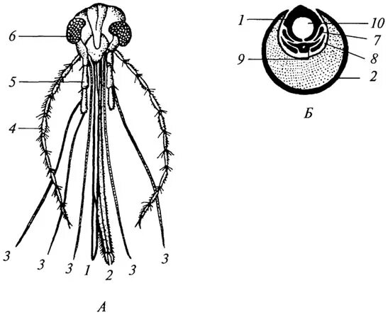 Колюще-сосущий ротовой аппарат строение. Колюще-сосущий ротовой аппарат насекомых. Строение хоботка самки комара. Строение ротового аппарата комара. Строение ротовой арарат клмара.