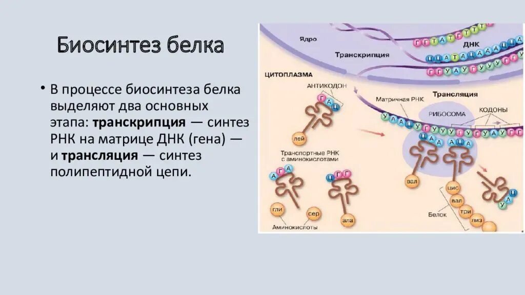 Биосинтез белка относится