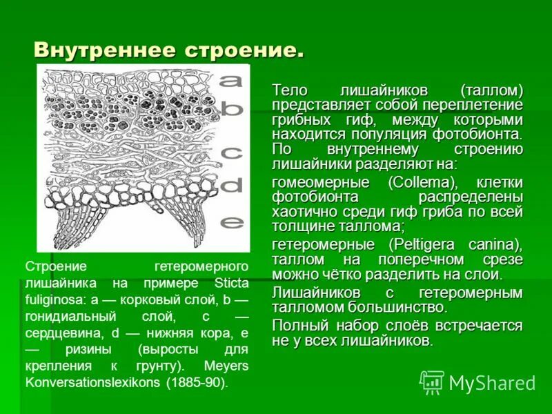 Недифференцированный таллом. Строение таллома ламинарии. Строение слоевища бурых водорослей. Недифференцированный таллом. Ламинария порфира.