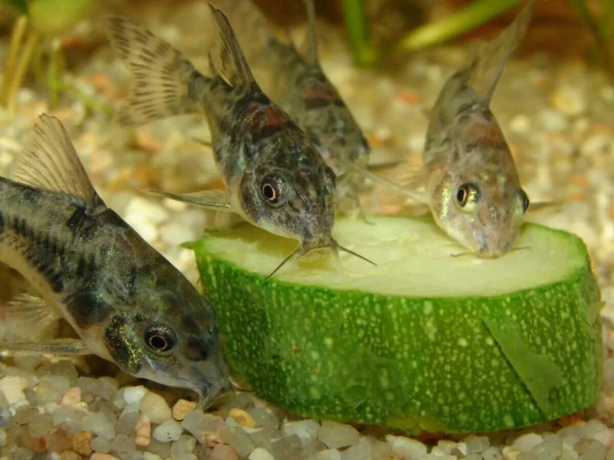 Какие рыбки едят. Крапчатый сомик аквариумная рыбка. Коридорас крапчатый. Сом коридорас крапчатый. Коридорас крапчатый (Corydoras paleatus).