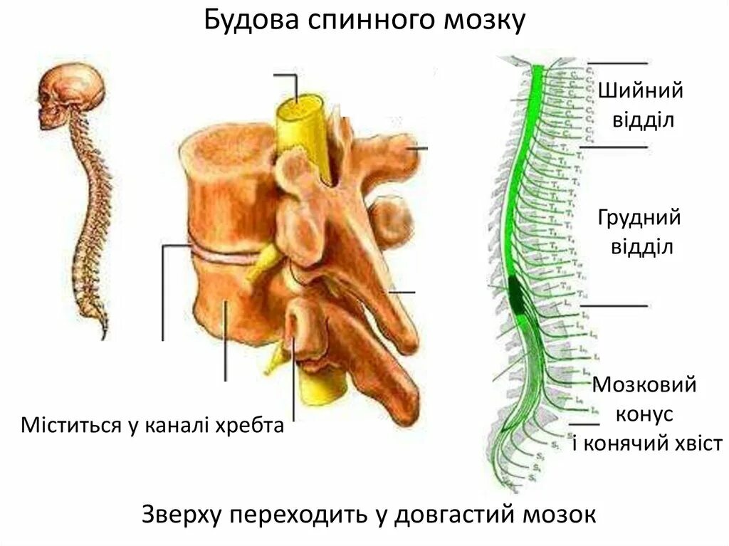 Спинний мозок будова. Внешнее строение спинного мозга. Будову спинного мозку. Еволюція спинного мозку..