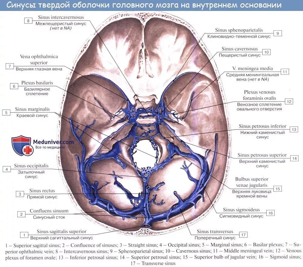 Синусы твердой оболочки мозга. Топография синусов твердой мозговой оболочки. Анатомия венозных синусов твердой мозговой оболочки головного мозга. Синус твердой мозговой оболочки, впадающий в синусный Сток. Синусы твердой мозговой оболочки латынь.