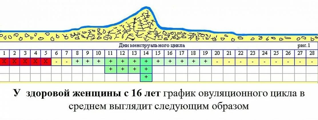 Цикл менструационного цикла норма. Период овуляции в цикле. Менструальный цикл овуляция. Овуляция и менструационный цикл.