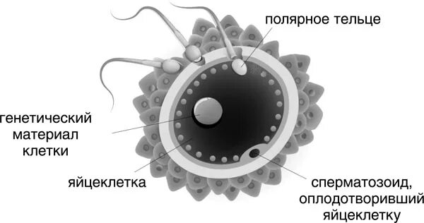 Полярные тельца. Полярное тельце в овогенезе. Овогенез Полярные тельца. Полярные тельца яйцеклетки. Каким номером на схеме обозначена полярная тельцы