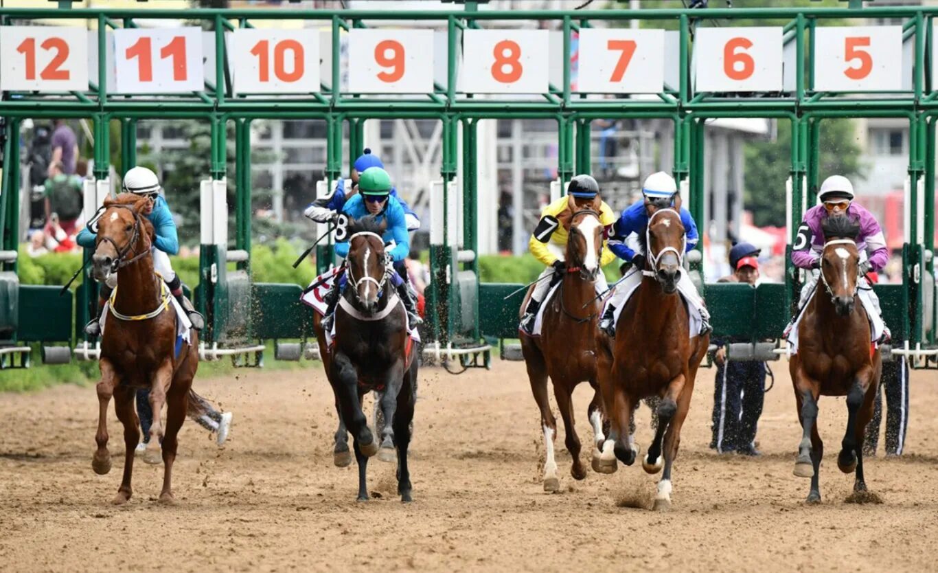 Награждение лошадей. Серебряный дождь лошадь ипподром. Призы скачек. Ипподром елабуга сабантуй. Приз за скачки.