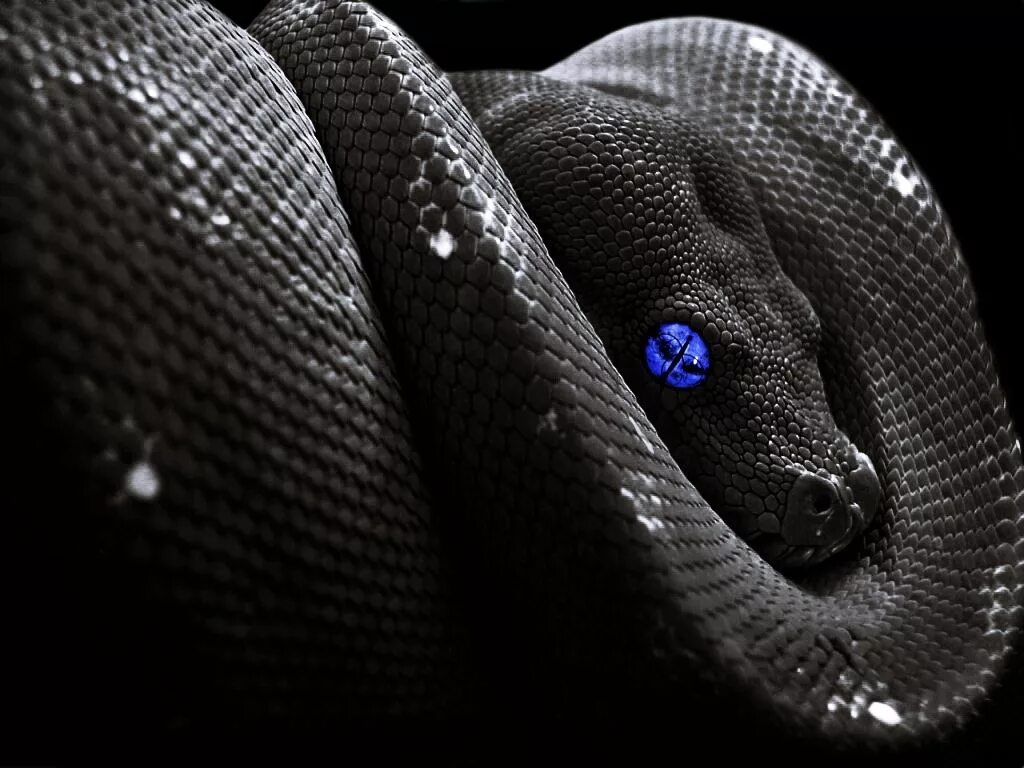 Feint snake eyes. Черный питон змея. Змеи питон черный. Чёрная мамба змея. Удав, питон , чёрная мамба , гадюка.
