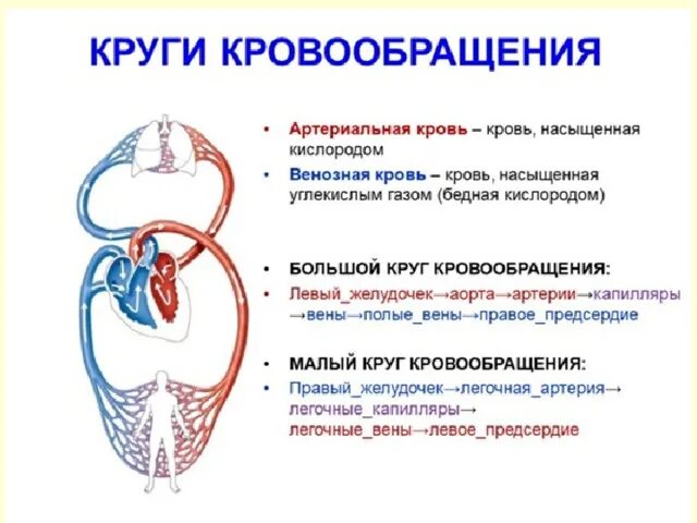 Контрольная работа по теме кровообращения. Большой и малый круг кровообращения схема. Сердечно сосудистая система большой и малый круг кровообращения. Малый и большой круг кровообращения человека схема. Круги кровообращения человека схема ЕГЭ.