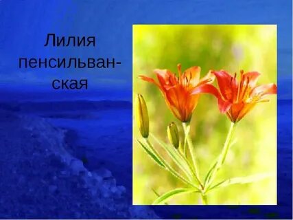 Самарская лилия фото и описание