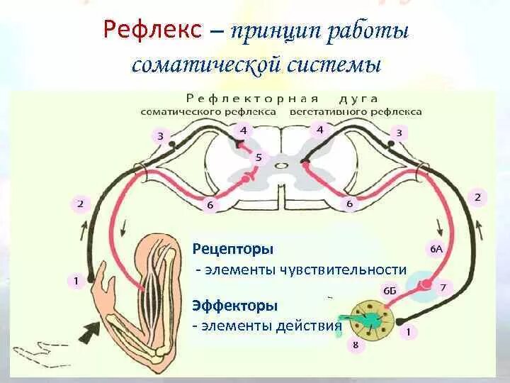 Схема рефлекторной дуги вегетативной нервной системы. Рефлекторная дуга соматическйнервной системы. Рефлекторная дуга вегетативной нервной системы физиология. Схема рефлекторной дуги соматического рефлекса.