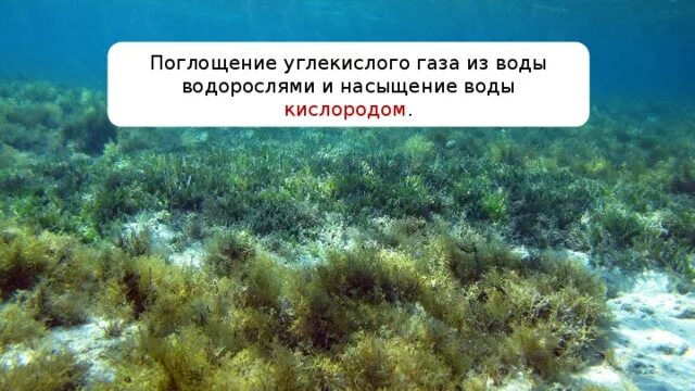 Водоросли поглощающие углекислый газ. Поглощение углекислого газа водорослями. водоросли и кислород. водоросли выделяют кислород.