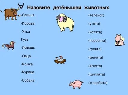 Как называют детеныша