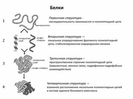 Функции первичных и вторичных белков