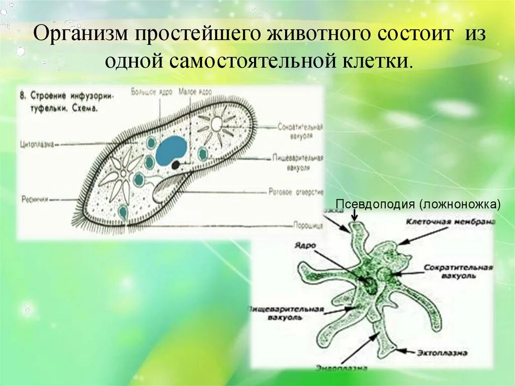 Клетка простейших состоит