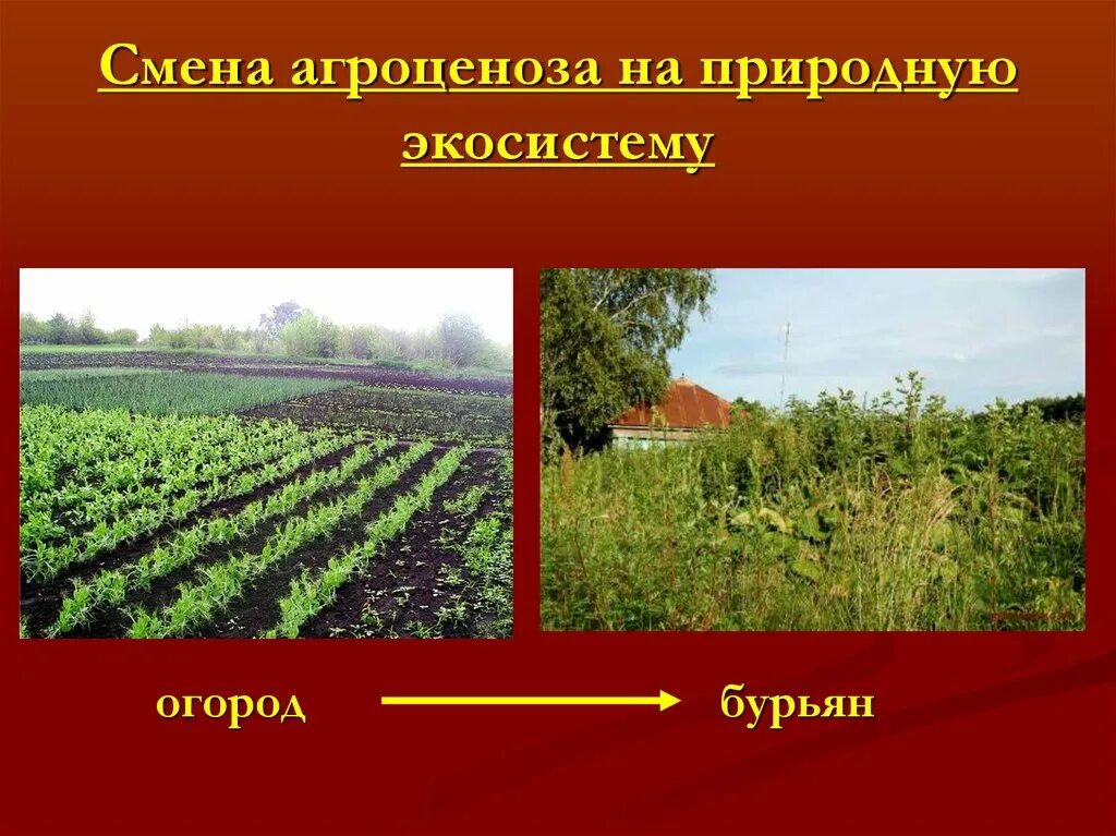 Сравнить природную экосистему и агроценоз. Искусственные экосистемы агроценозы. агроценоз презентация. агроценоз огорода. смена агроценоза на природную экосистему.