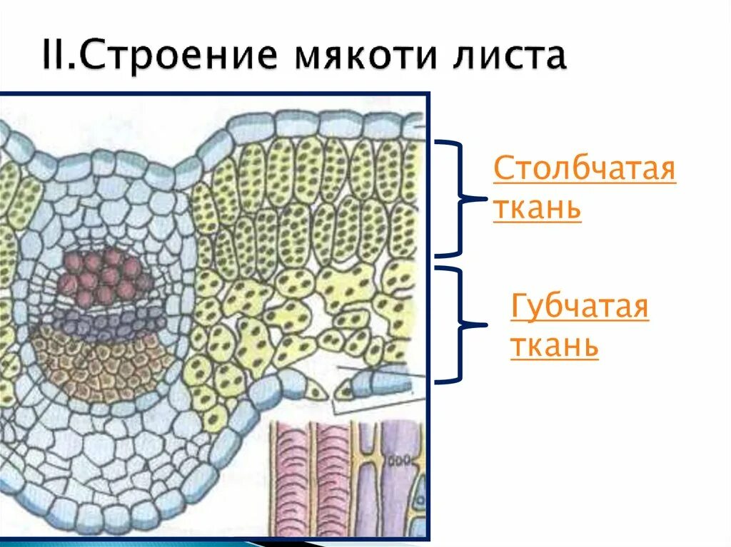 Ткань листа строение