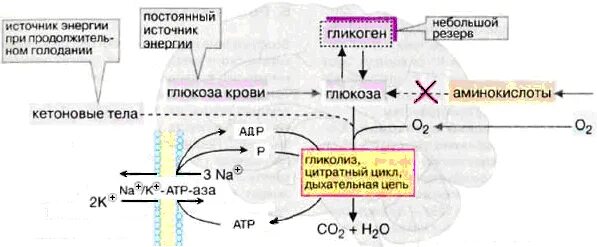 Глюкоза кислород вода энергия. Метаболизм углеводов в нервной ткани. Схема метаболизма углеводов в нервной ткани. Схема метаболизма липидов в мозге. Метаболизм головного мозга.