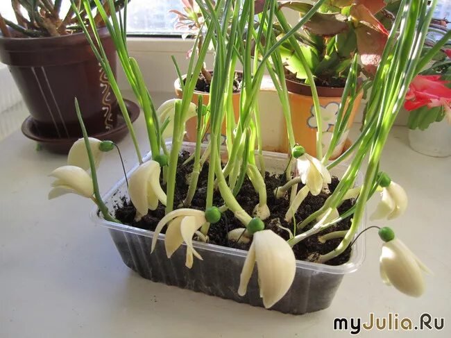 Рассада чеснока в бутылке. Чеснок в горшке на подоконнике. Чеснок зелень. Чеснок на зелень на подоконнике. Луковицы после выгонки.
