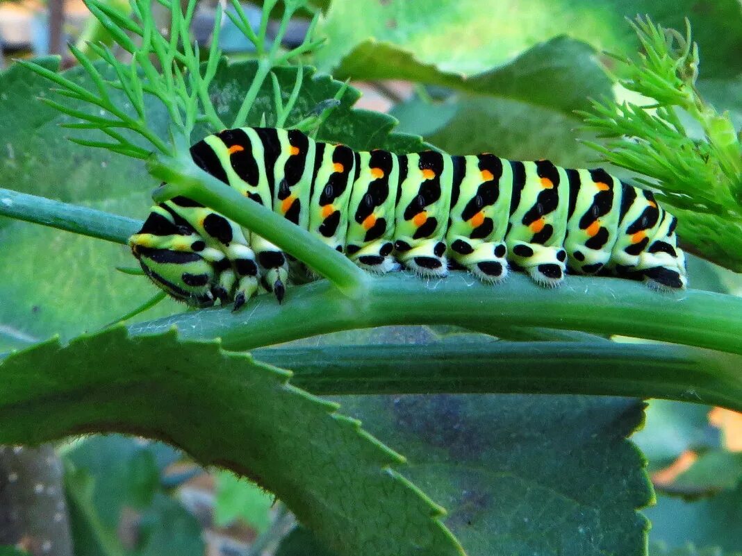 Гусеницы бабочек черная