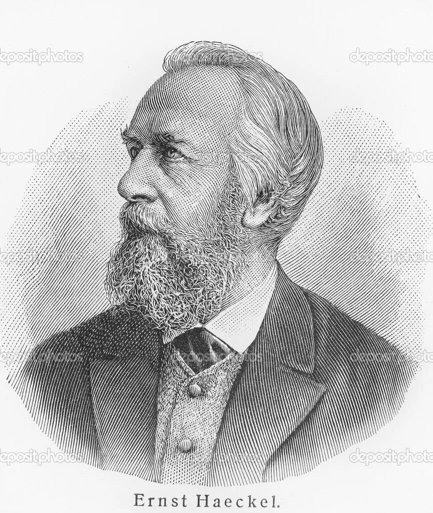 Зоолог э. Биолог философ. Геккель экология 1866. Биолог философ. Геккель биолог.