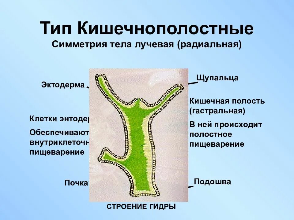 Образуется гастральная полость