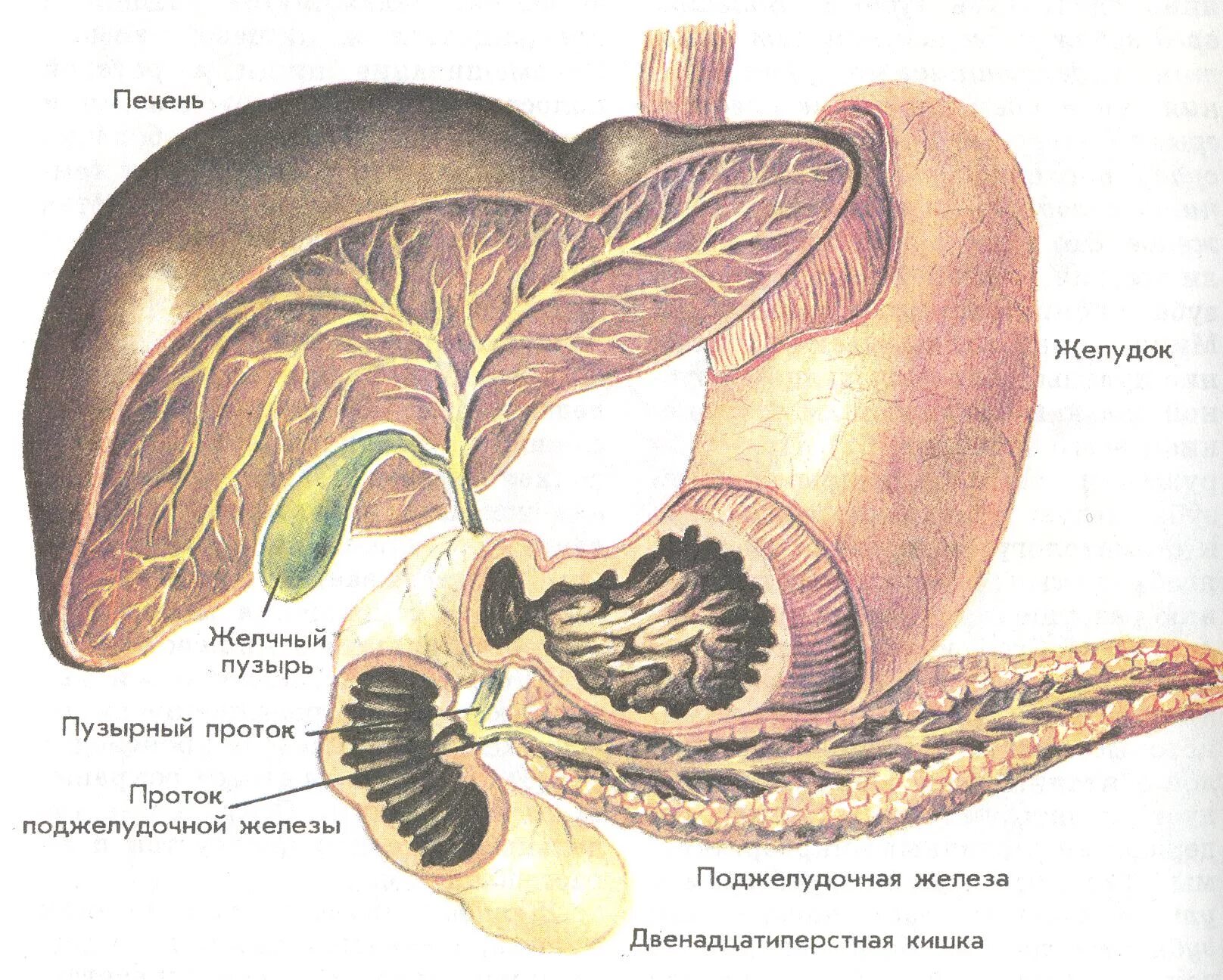 Орган имеет протоки открывающиеся в двенадцатиперстную кишку. Желчный пузырь расположение строение анатомия. Строение человека желудок желчный пузырь. Парапанкреатическая клетчатка поджелудочной железы. Анатомия желудка и поджелудочной железы.