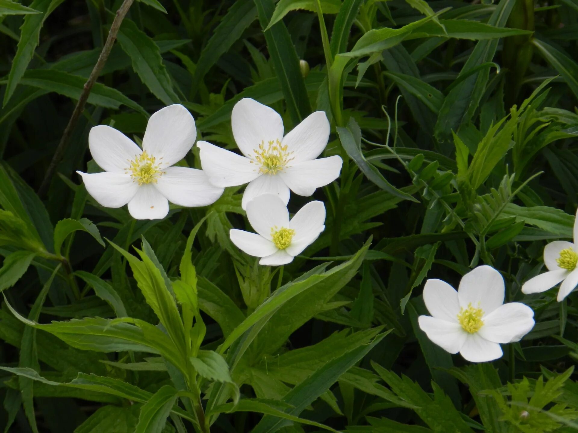 Ноги белый цветок. Мелкие белые садовые цветы. Маленькие белые цветы. Белые цветочки низкие. Маленький Беленький садовый цветок.