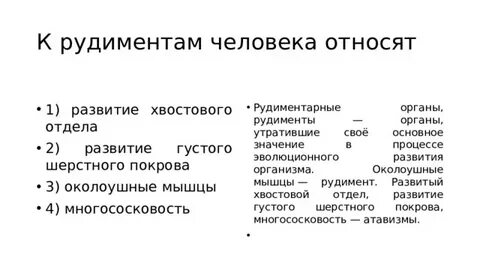 К рудиментам относят