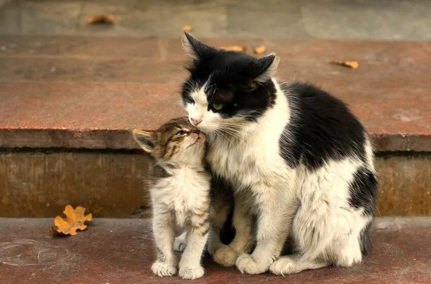 Чуть добрее будем. Котята с мамой. Любимые животные. Маленькие котята с мамой.