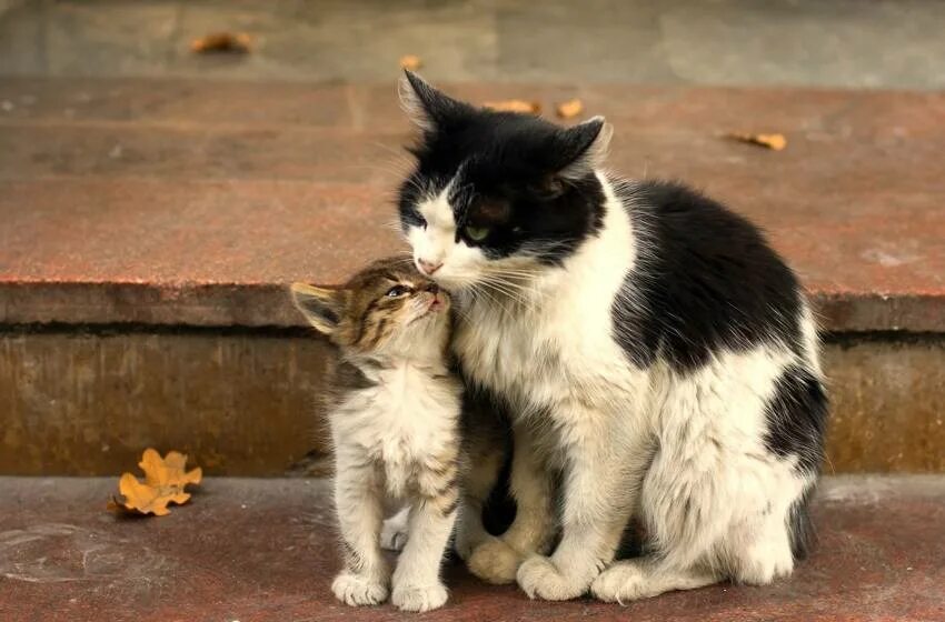 Кошка зовет малышей. Котята с мамой. Любимые животные. Маленькие котята с мамой.