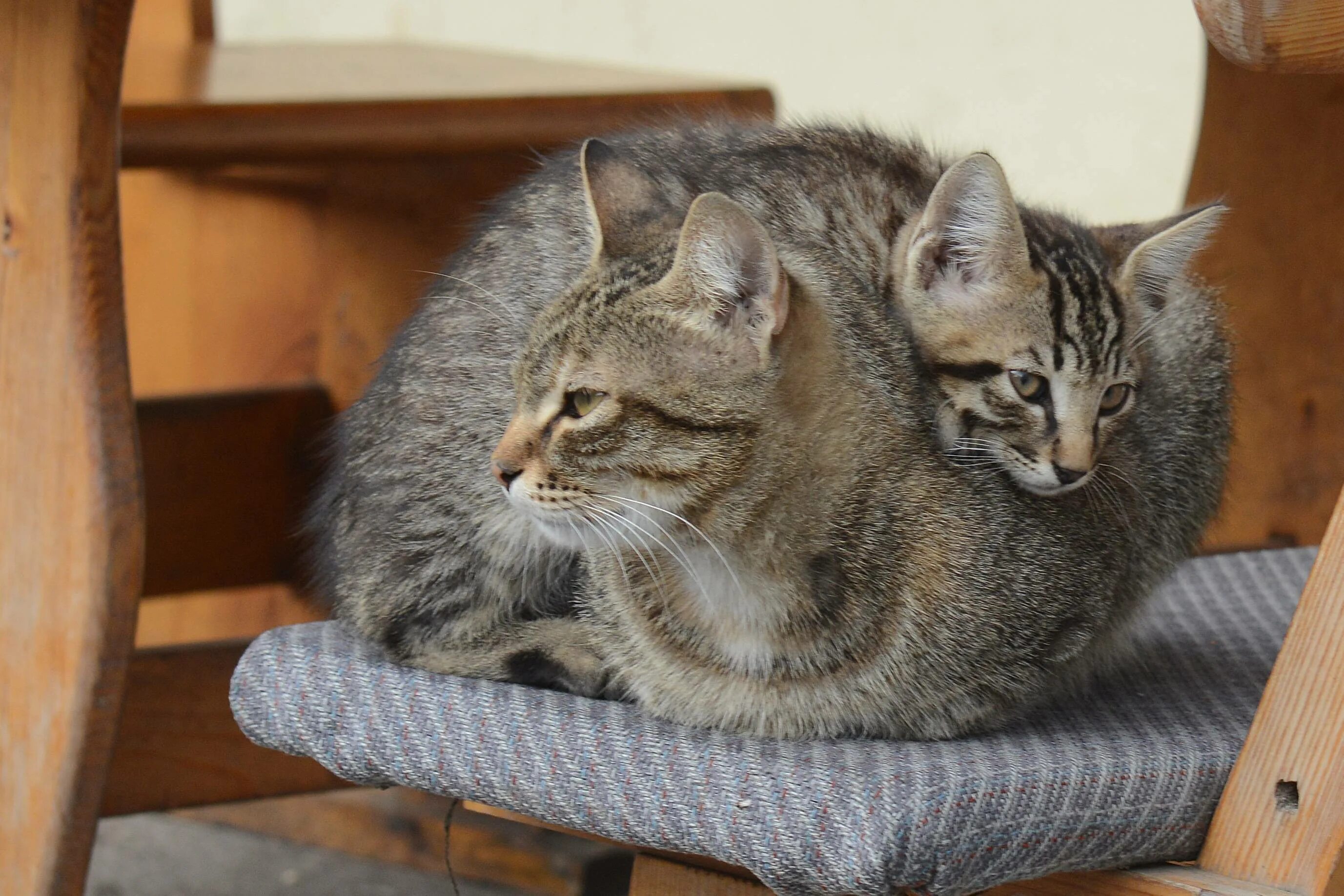 Кошка дома фото. Домашние кошки. Кошка домашняя. Домашние котята. Домашние питомцы кошки.