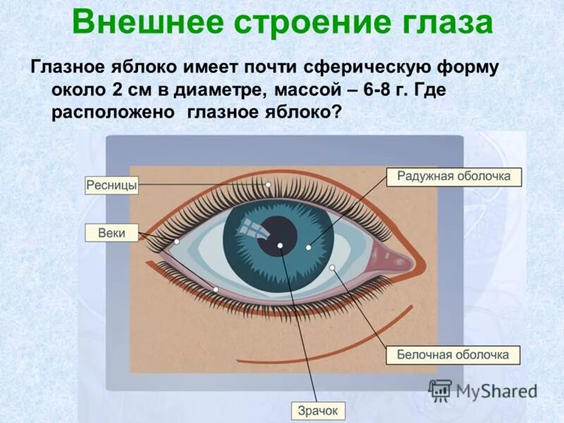 Составляющее глаза. Зрительный анализатор строение ЕГЭ. Строение глаза спереди. Внешнее строение глаза. Внешнее строение глаза человека.