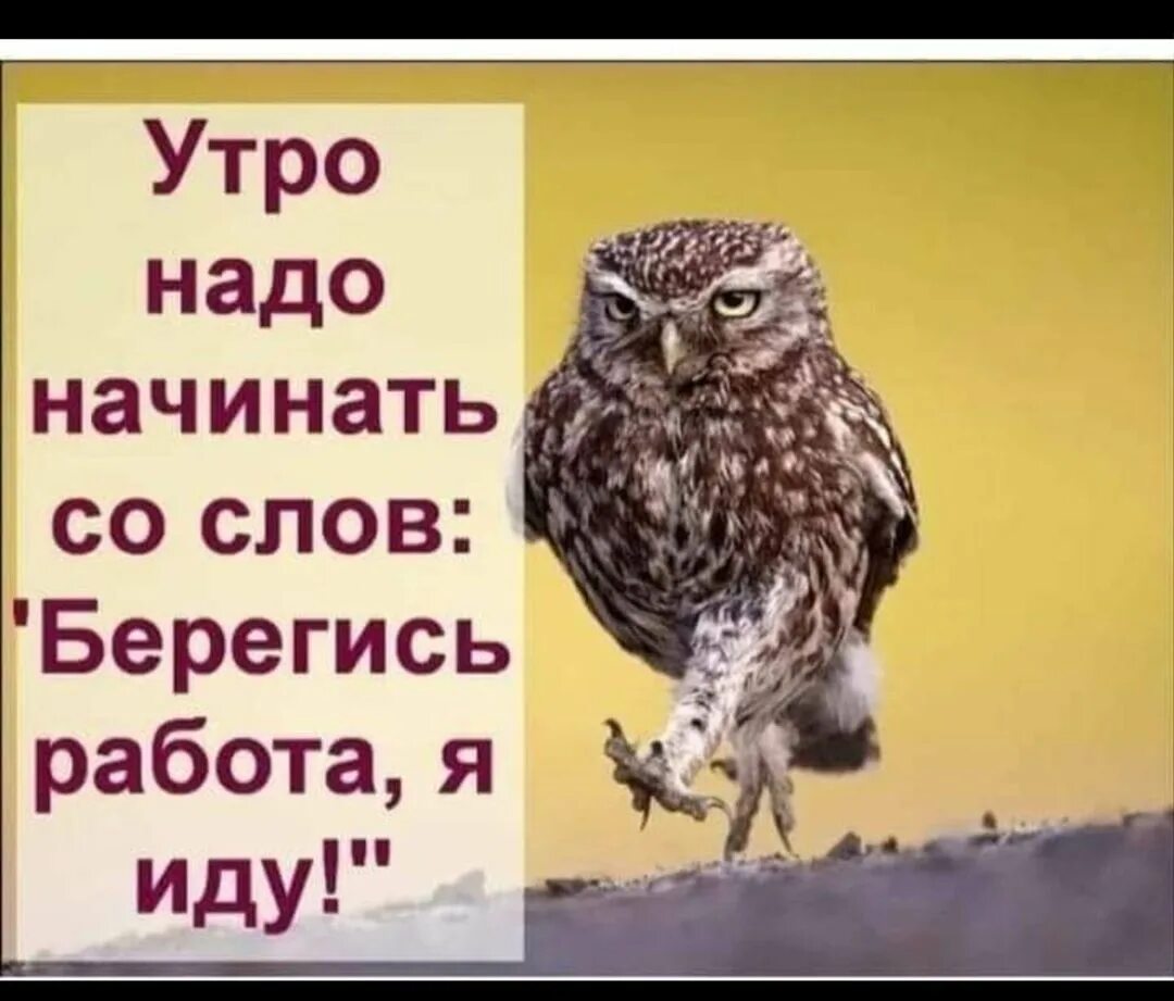 Утром пойдешь. Берегись работа я иду. Иду на работу. Доброе утро пора на работу. Утро надо начинать со слов Берегись работа я иду.