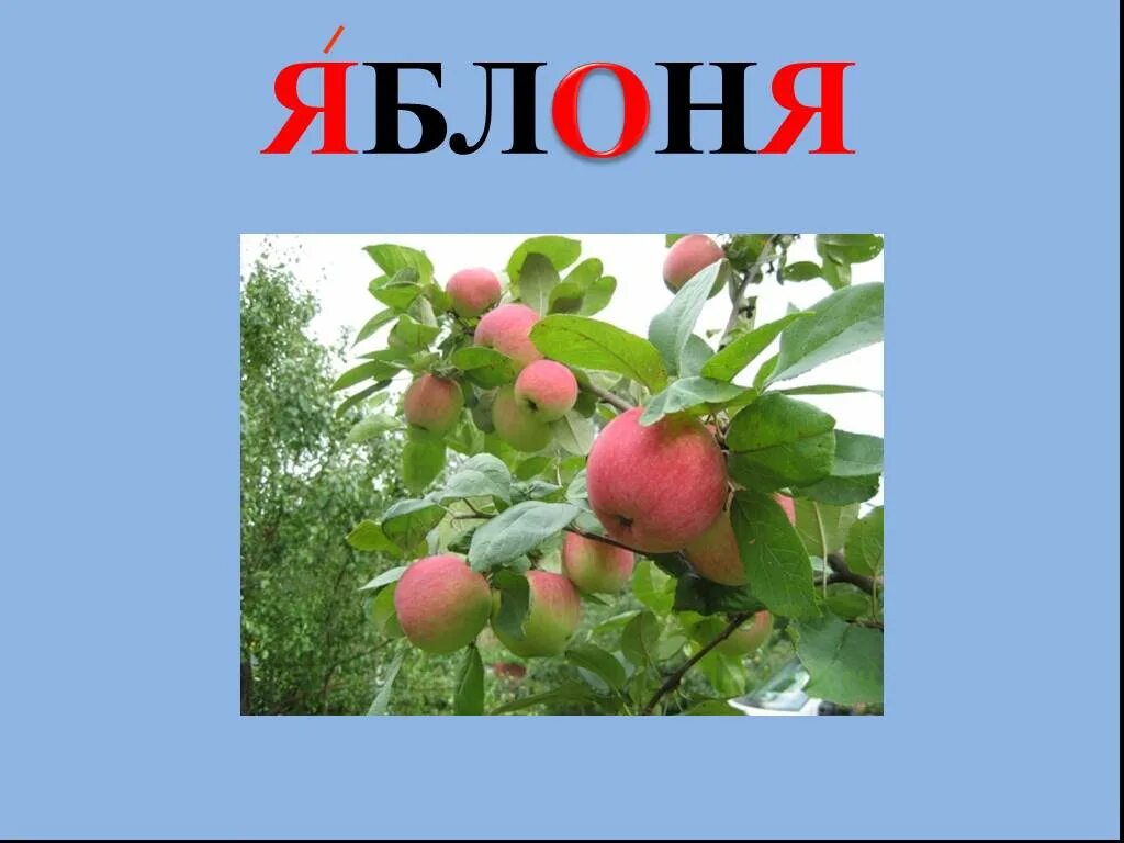 Яблонька текст. Яблоня словарное слово. Словарные слова яблоко яблоня. Словарное слово яблоня в картинках. Словарное слово яблоко в картинках.