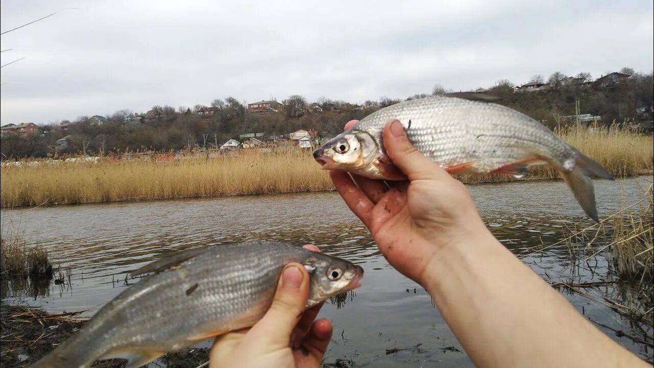 Ловля рыбца. Рыбец Донской. Рыбалка на реке. Весенняя рыбалка. Рыбалка на реке или.