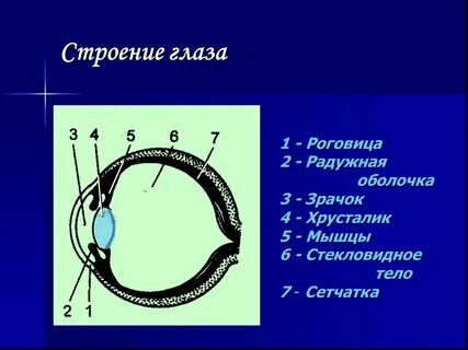 Глаз человека имеет оболочек