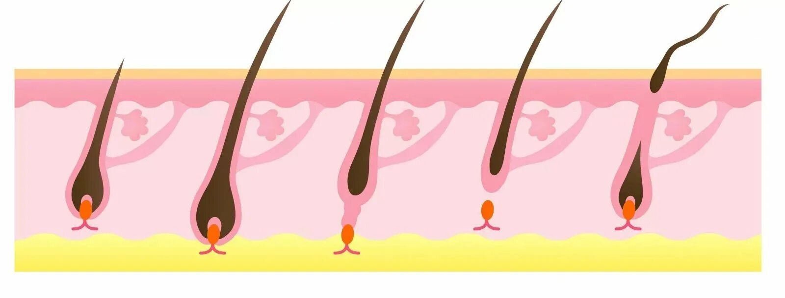 Анаген катаген телоген. Волосяной фолликул стадии. Фазы роста волосяной луковицы. Цикл жизни волосяного фолликула.
