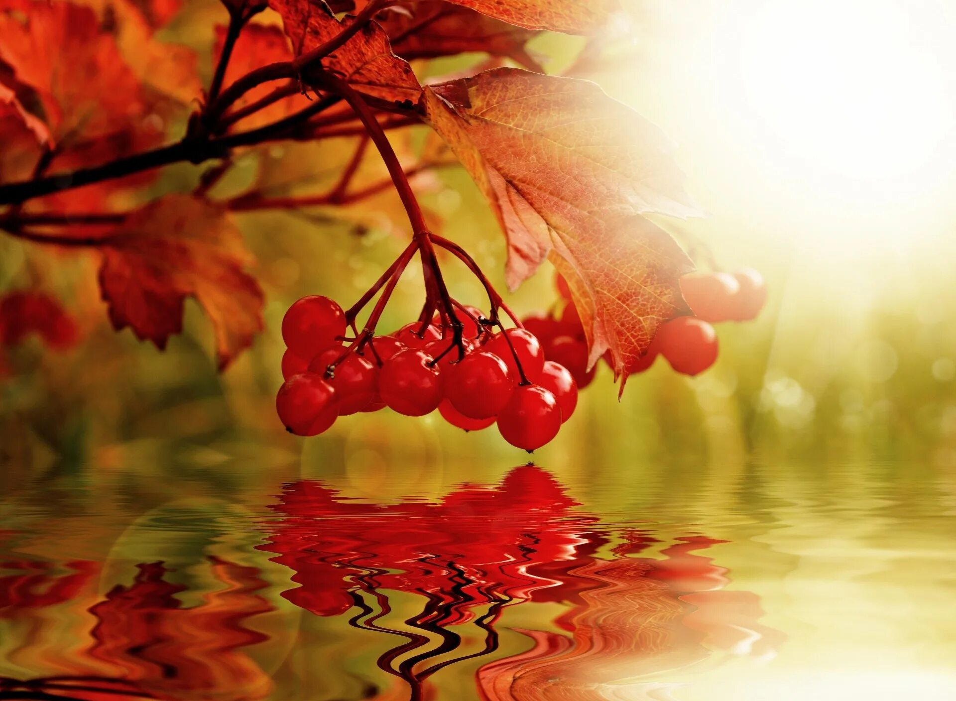 Калина над водою. Не грусти над водою. Не грусти над водою. Не грусти калина. Над рекой калина спелая налитая соком.