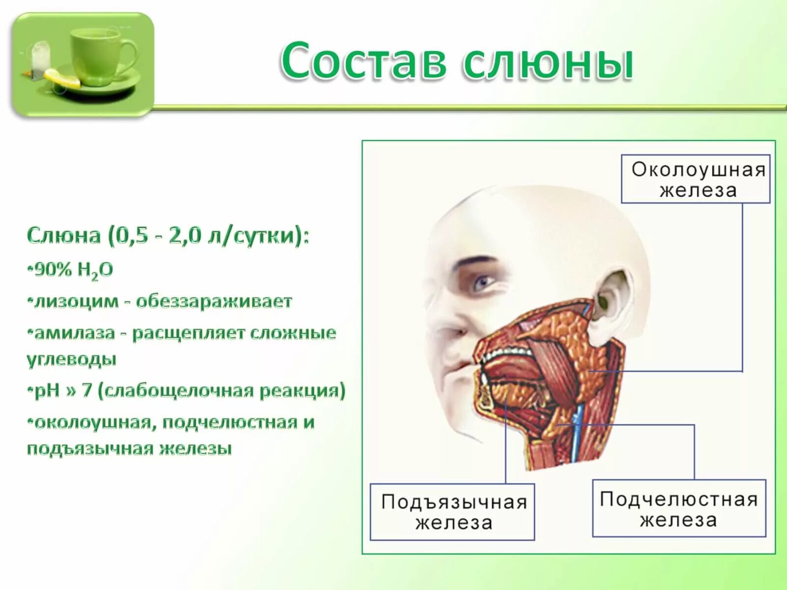 Обеззараживающее вещество слюны. Строение ротовой полости слюнные железы. Слюнные железы ротовая жидкость. Слюна состав секрета. Пищеварительный сок слюнных желез состав.