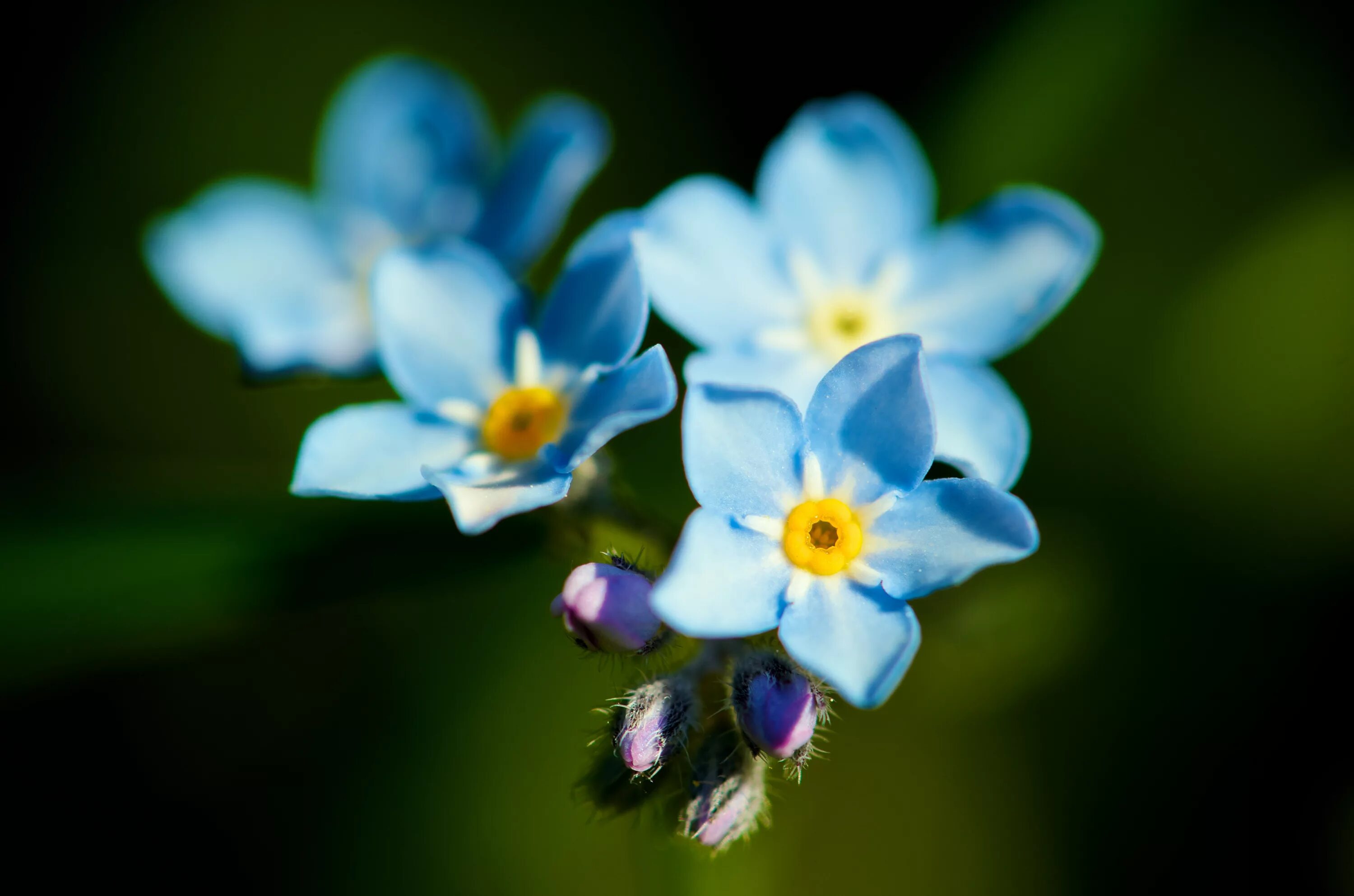 Размножение Незабудка (Myosotis). Незабудки картинки. Небесно голубые цветы. Незабудки фото.