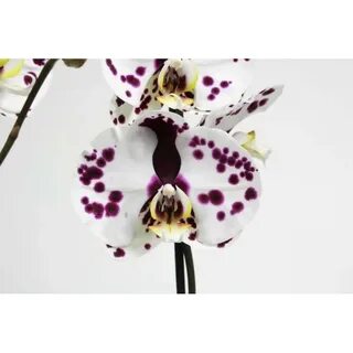 Phal pearl